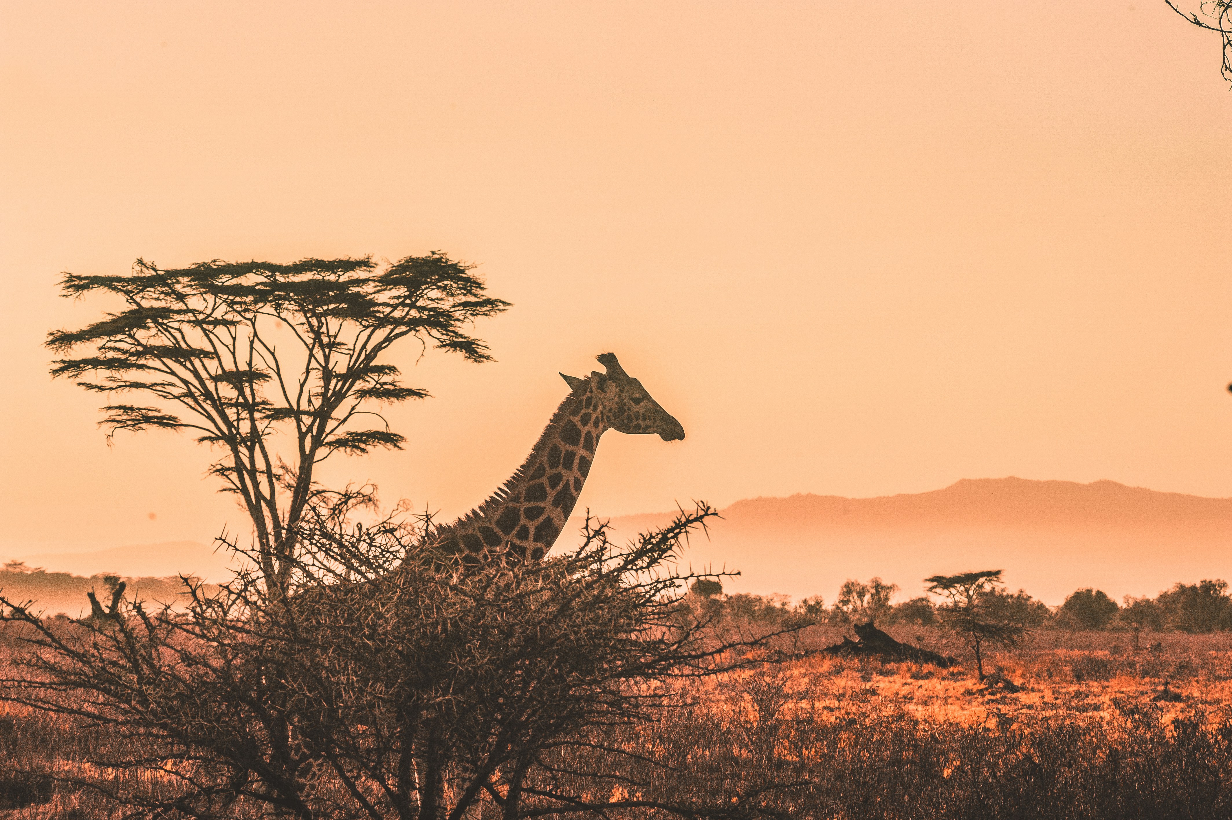 Tanzania